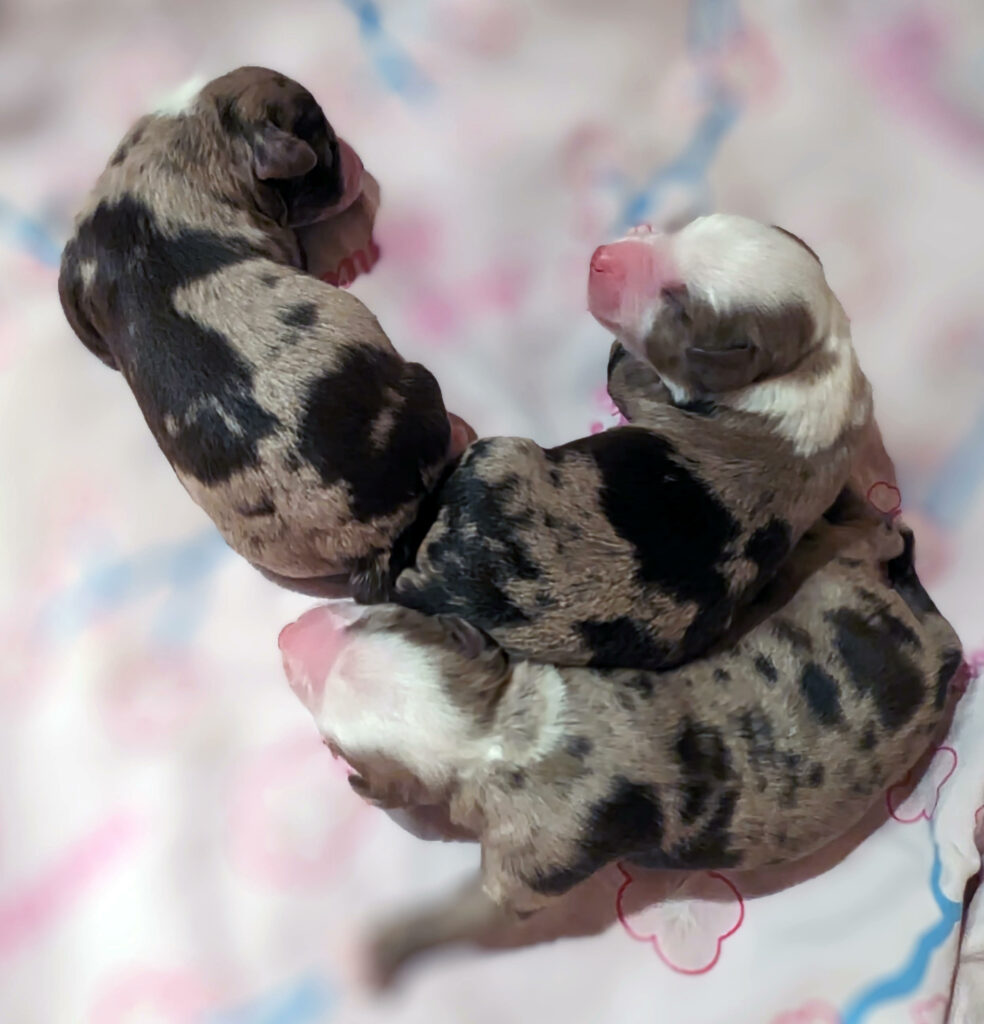 Miniature Australian Shepherds puppies D Litter born 08.09.2023